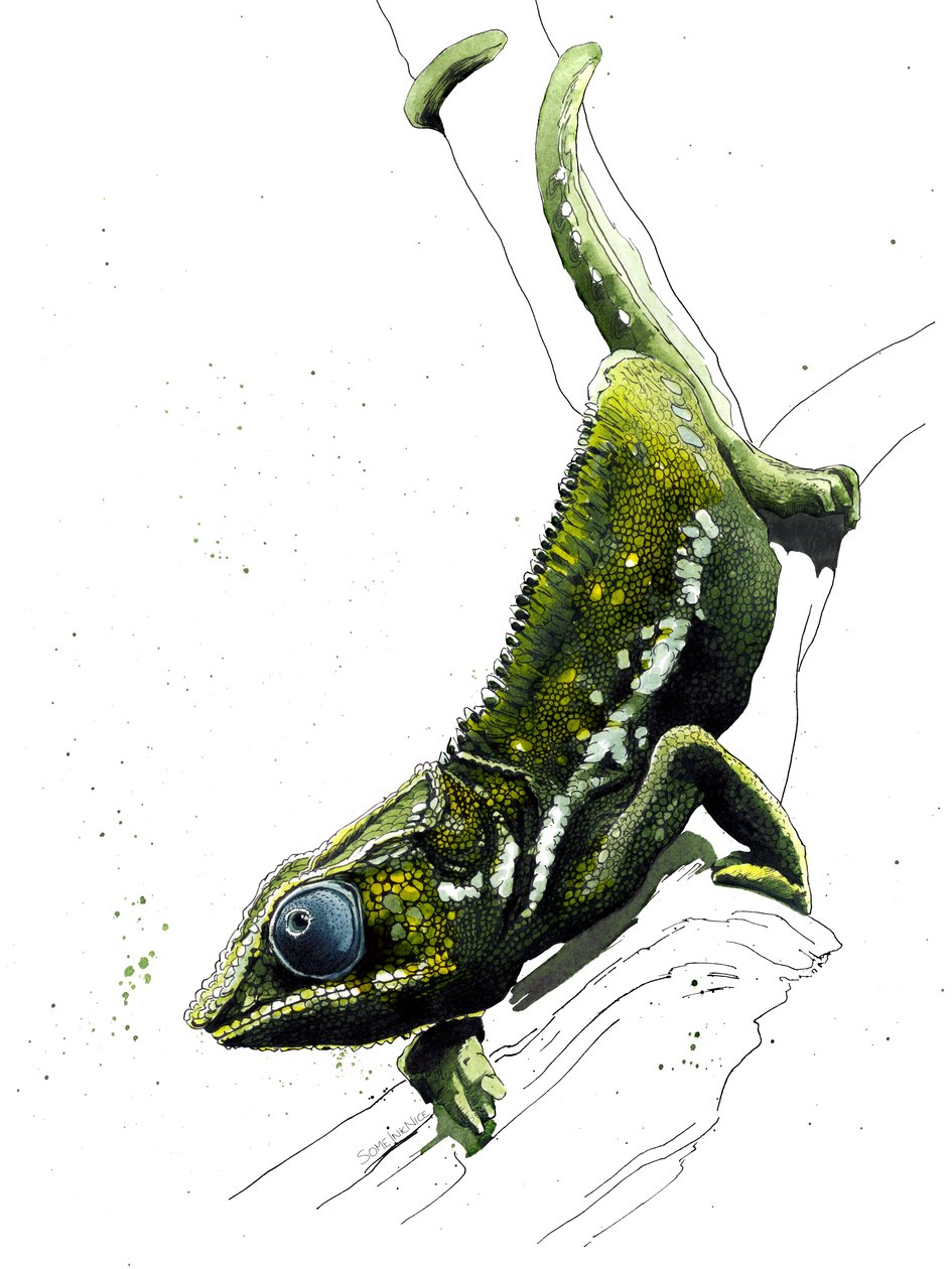 Kameleon na białym, 2019 autorstwa Mike Davis