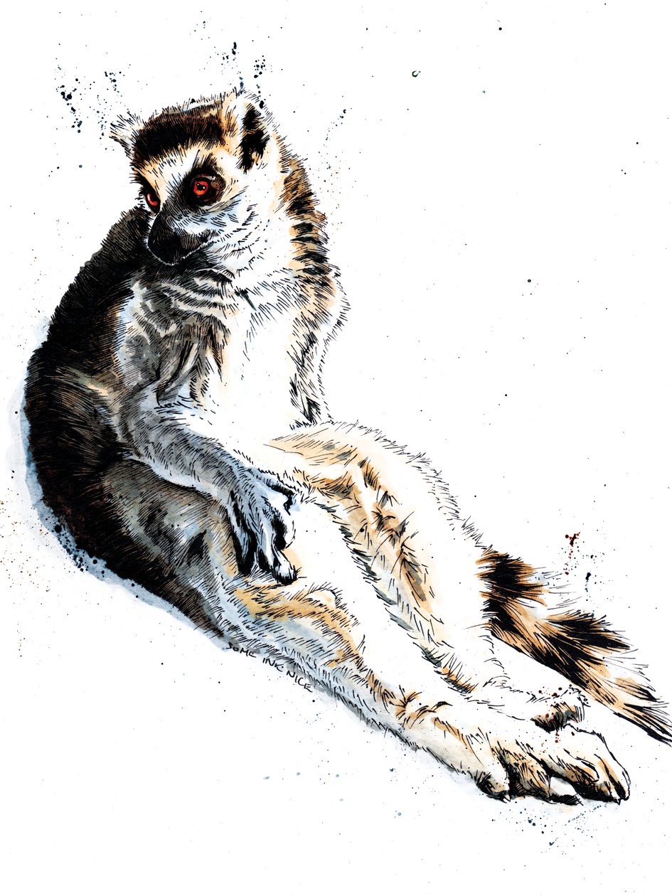 Lemurkowy lemur na białym, 2020 autorstwa Mike Davis