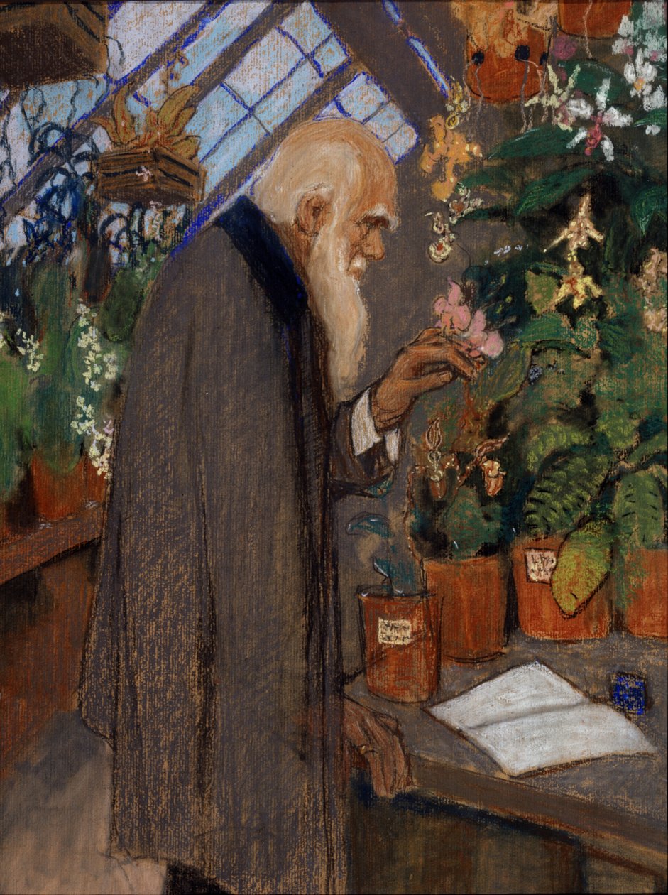 „Portret naukowca Charlesa Roberta Darwina (1809-1882) badającego rośliny w szklarni Langdon-Down” Obraz Michaiła Dmitriewicza Ezuczewskiego (1880-1928) 1920 Państwowe Muzeum Darwina, Moskwa autorstwa Mikhail Dmitrievich Ezuchevsky