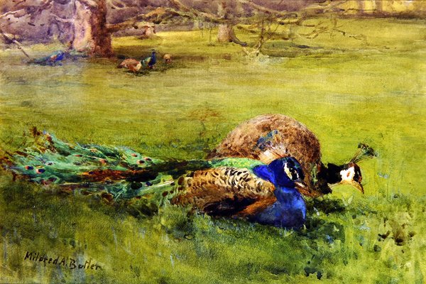 Pawie (akwarela na papierze) autorstwa Mildred Anne Butler