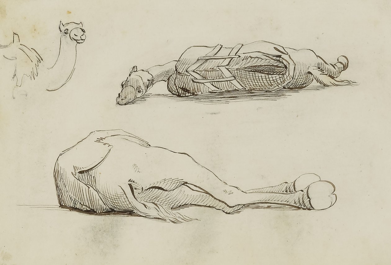 (Camel Studies) autorstwa Miner Kilbourne Kellogg