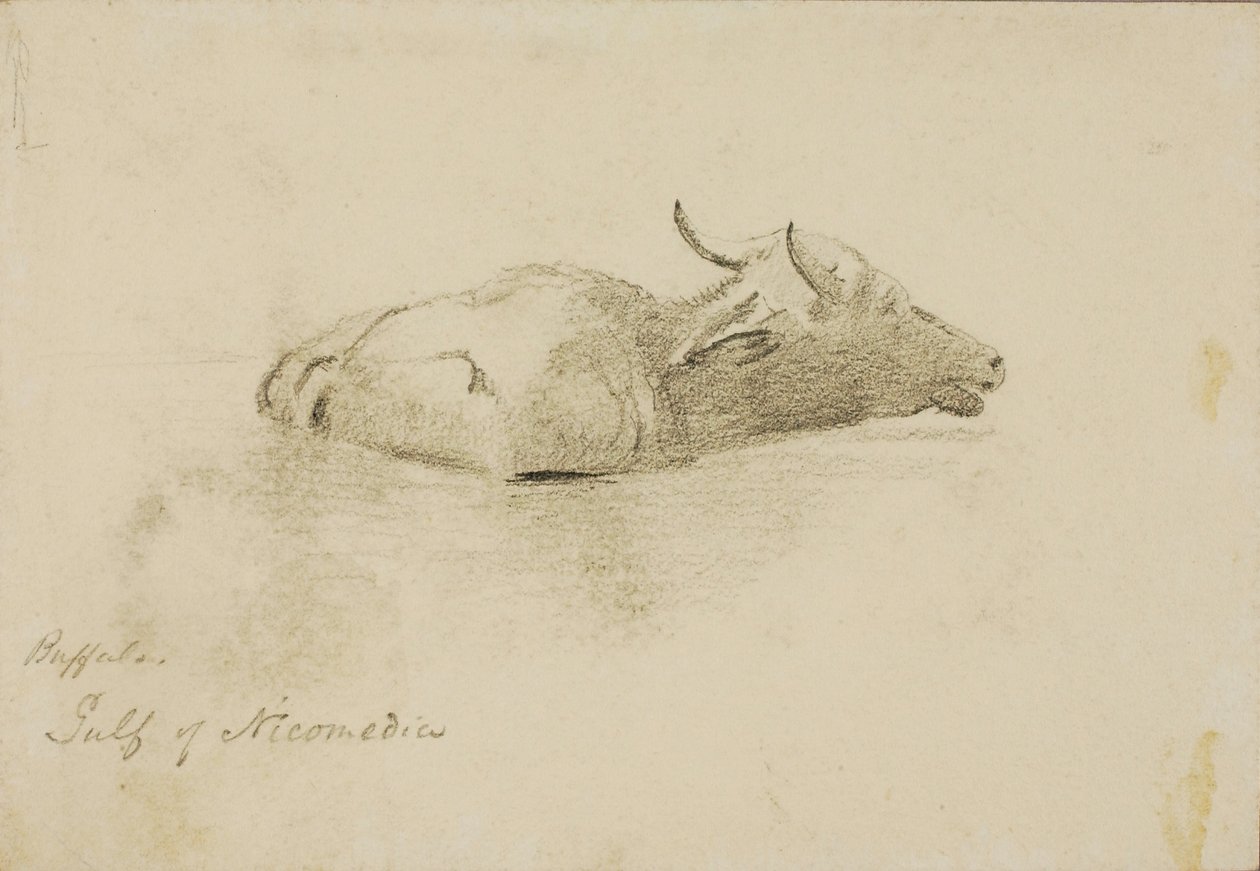 Buffalo, Zatoka Nikomedyjska autorstwa Miner Kilbourne Kellogg