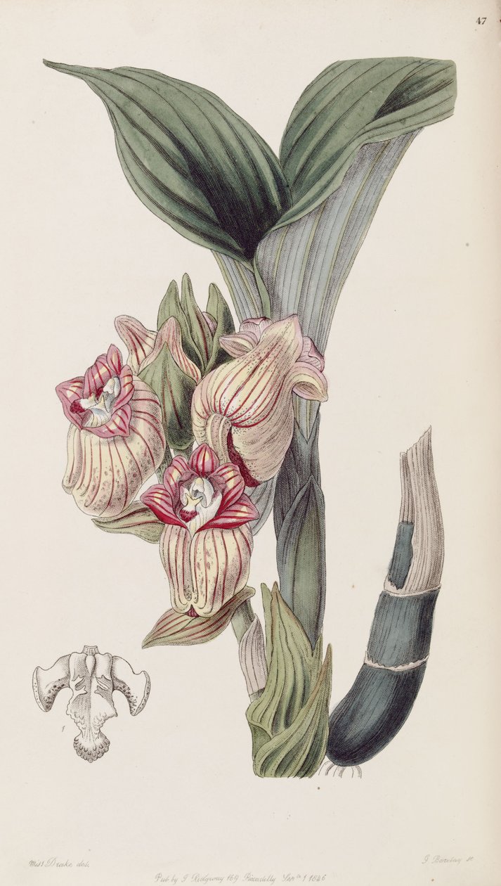 Acanthephippium javanicum (orkisz Acanthophippium javanicum) autorstwa Miss Drake
