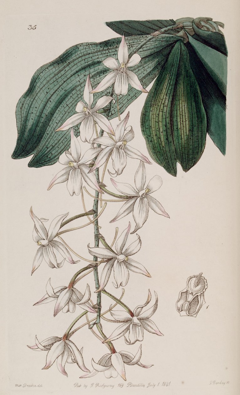 Aerangis biloba (jako syn. Angraecum bilobum) autorstwa Miss Drake
