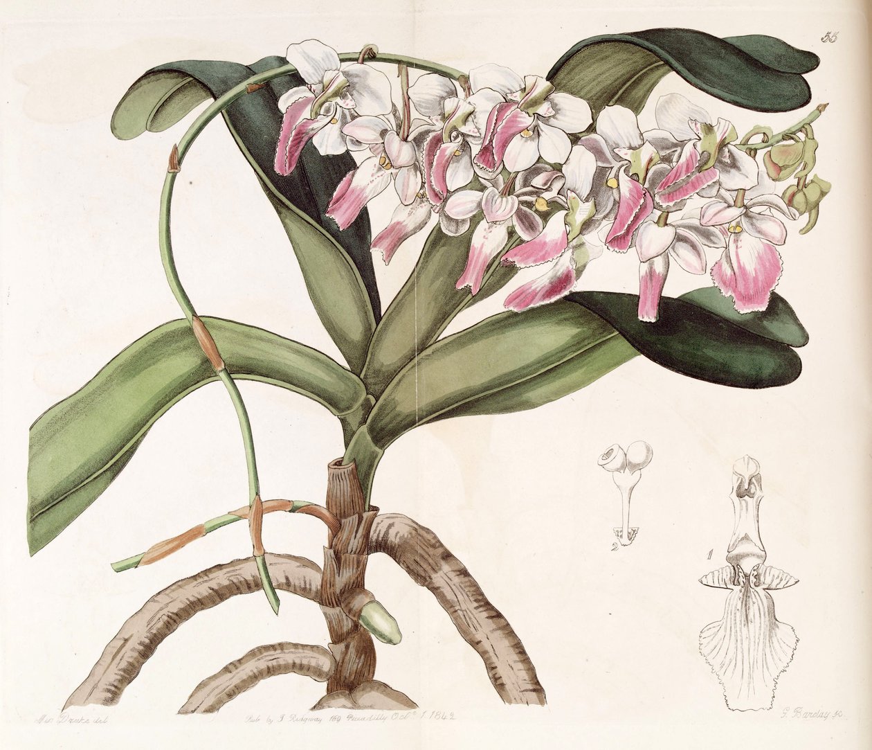 Aerides crispum autorstwa Miss Drake