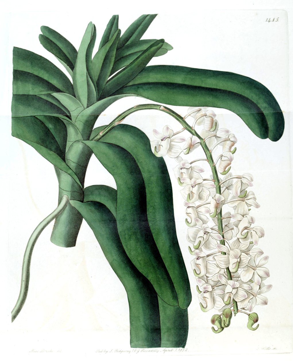Aerides odoratum (jako syn. Aerides cornutum) autorstwa Miss Drake