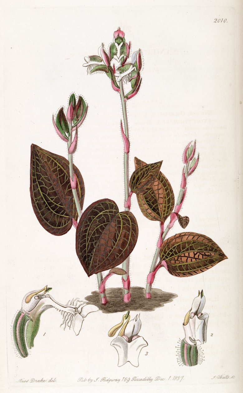 Anoectochilus setaceus autorstwa Miss Drake