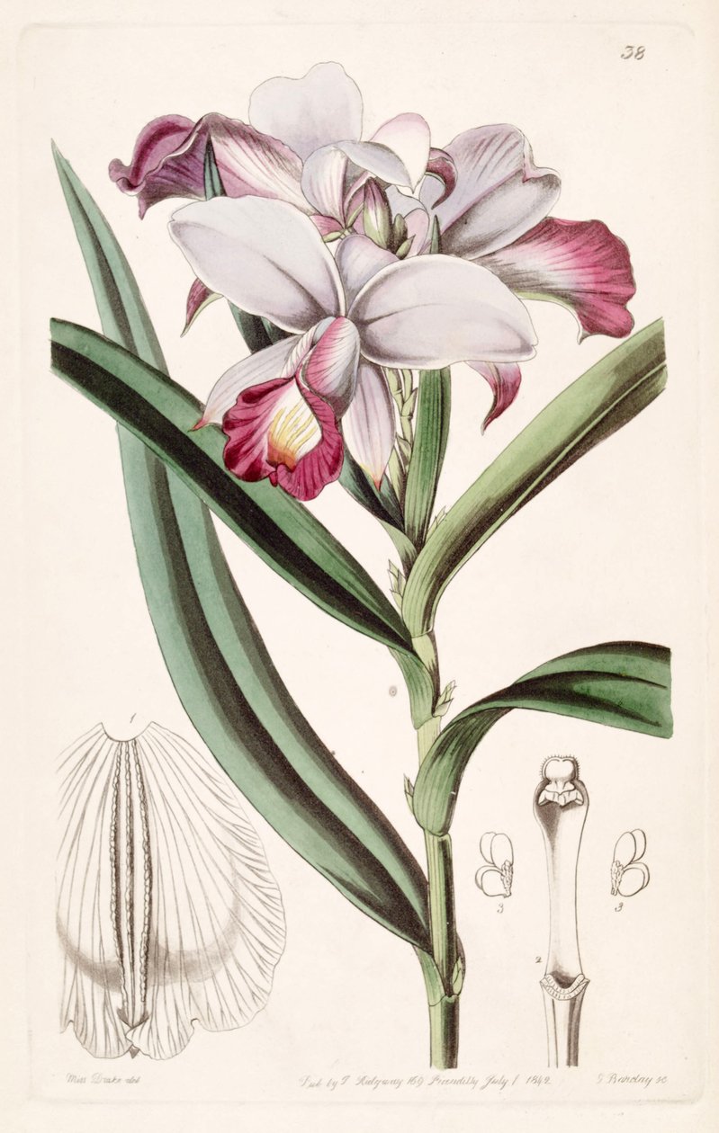 Arundina graminifolia (jako syn. Arundina gęsta) autorstwa Miss Drake