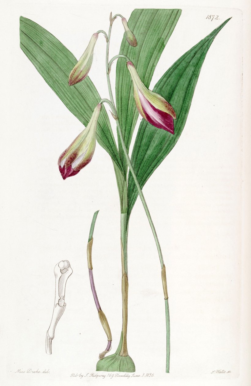 Bletia purpurata (jako syn. Crybe rosea) autorstwa Miss Drake