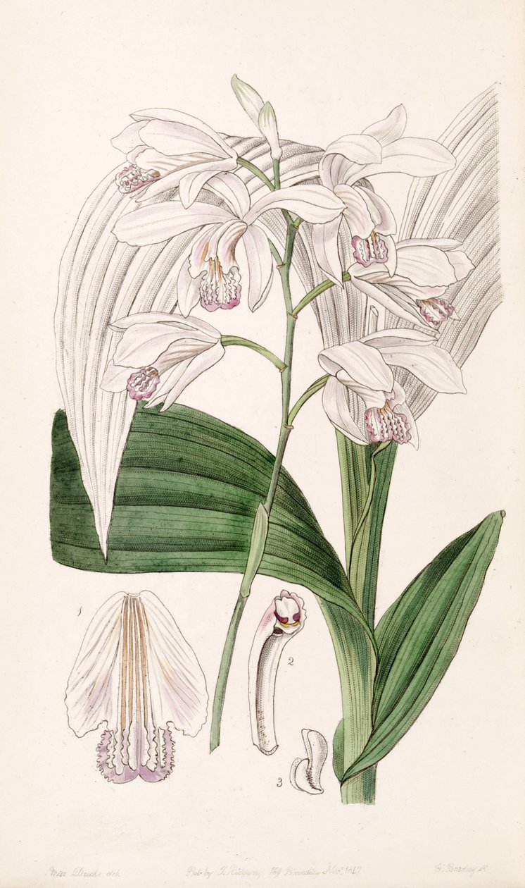 Bletilla striata (jako syn. Bletia gebina) autorstwa Miss Drake