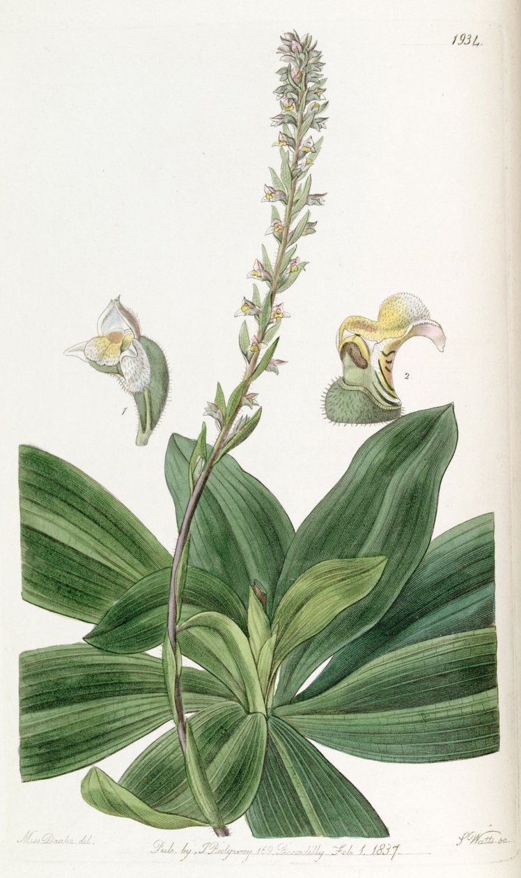 Brachystele bracteosa (jako syn. Spiranthes bracteosa) autorstwa Miss Drake