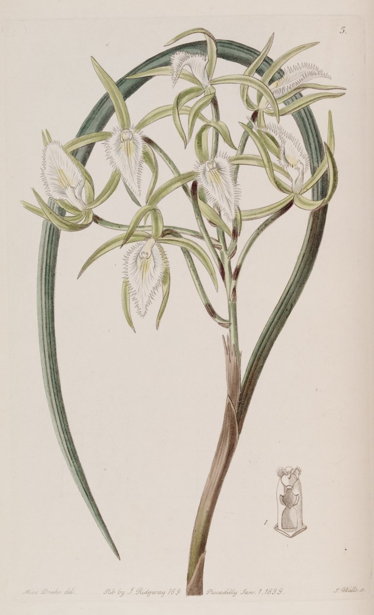 Brassavola martiana autorstwa Miss Drake