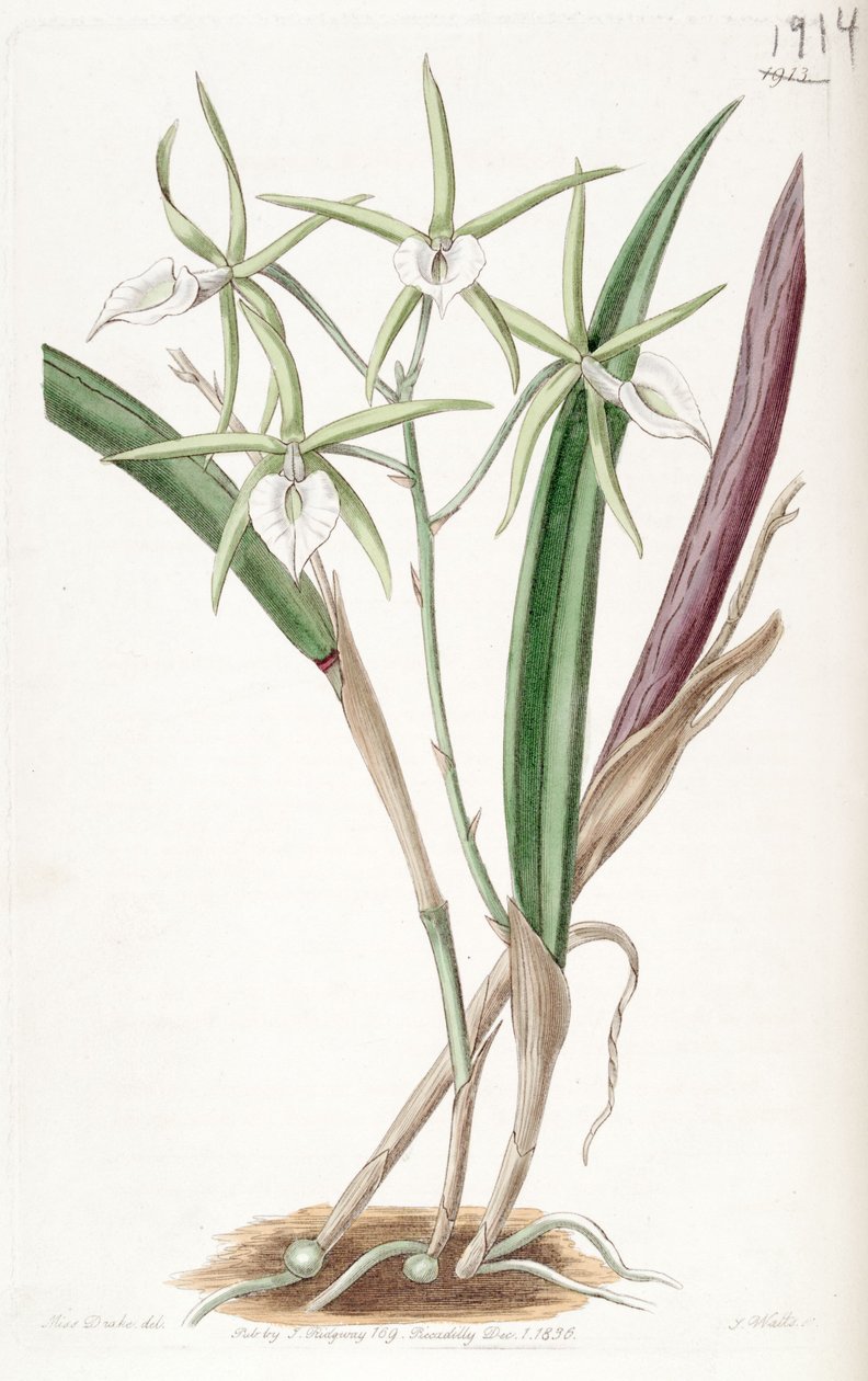 Brassavola subulifolia (jako syn. Bassavola cordata) autorstwa Miss Drake