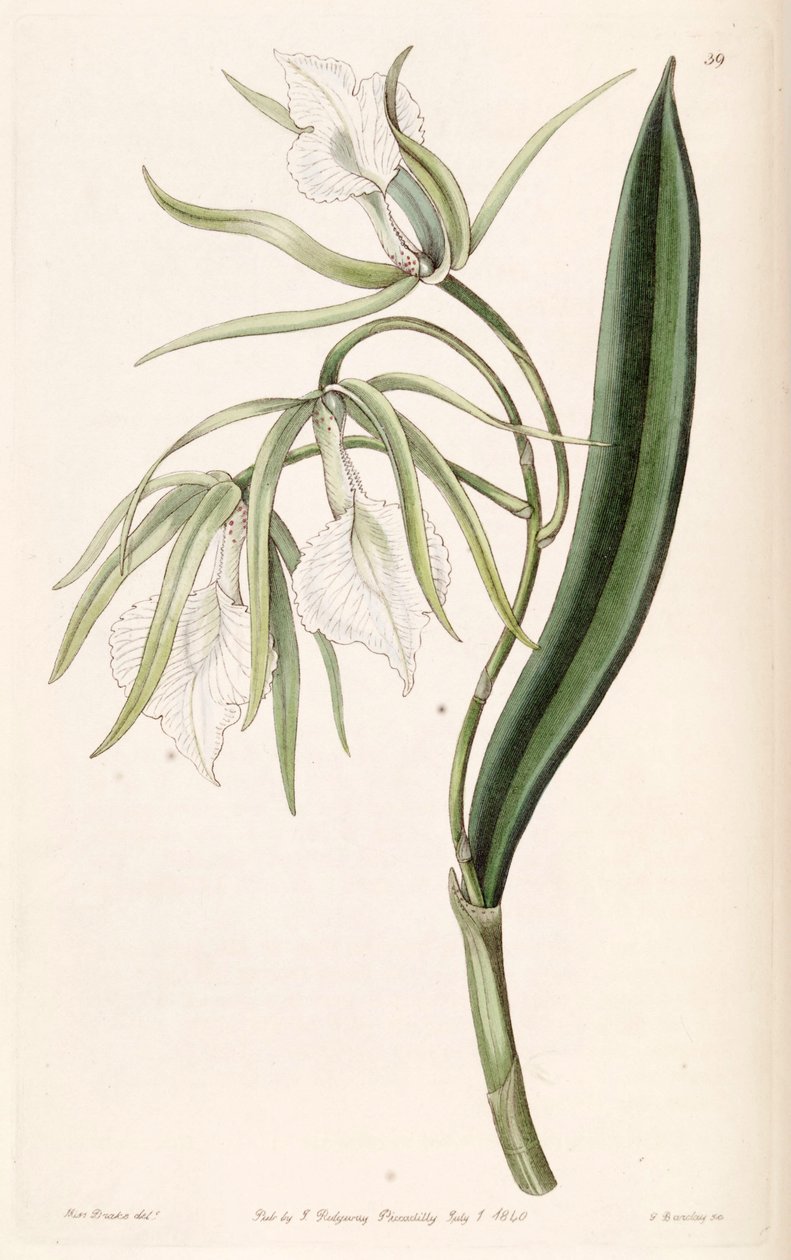 Brassavola venosa autorstwa Miss Drake