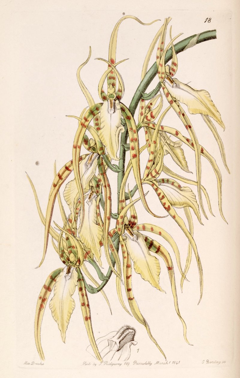 Brassia cochleata (jako syn. Brassia lawrenceana) autorstwa Miss Drake