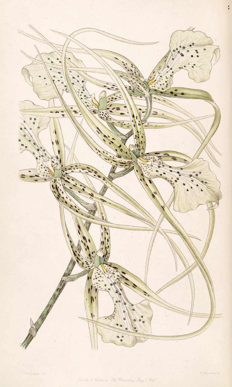 Brassia verrucosa (jako syn. Brassia brachiata) autorstwa Miss Drake