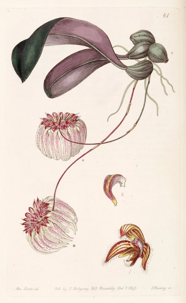 Bulbophyllum auratum (jako syn. Cirrhopetalum auratum) autorstwa Miss Drake