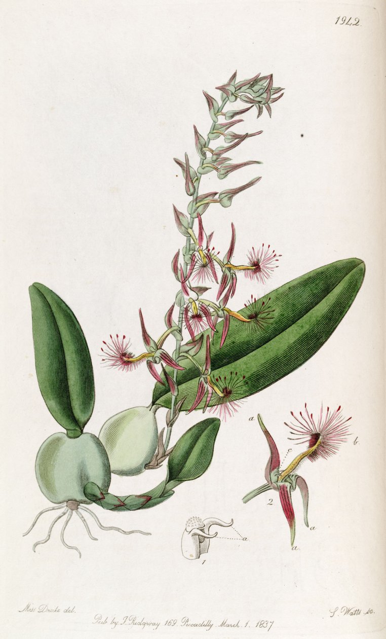 Bulbophyllum barbigerum (orkisz Bolbophyllum barbigerum) autorstwa Miss Drake