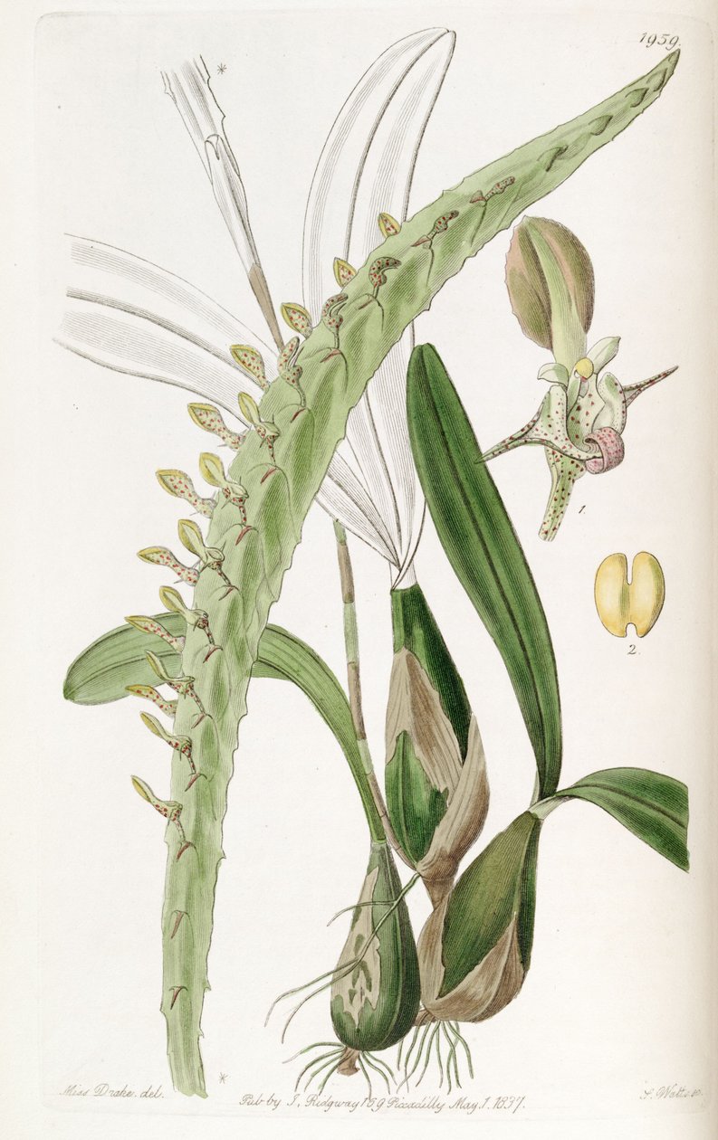 Bulbophyllum calyptratum var. calyptratum (jako syn. Megaclinium maksimum) autorstwa Miss Drake
