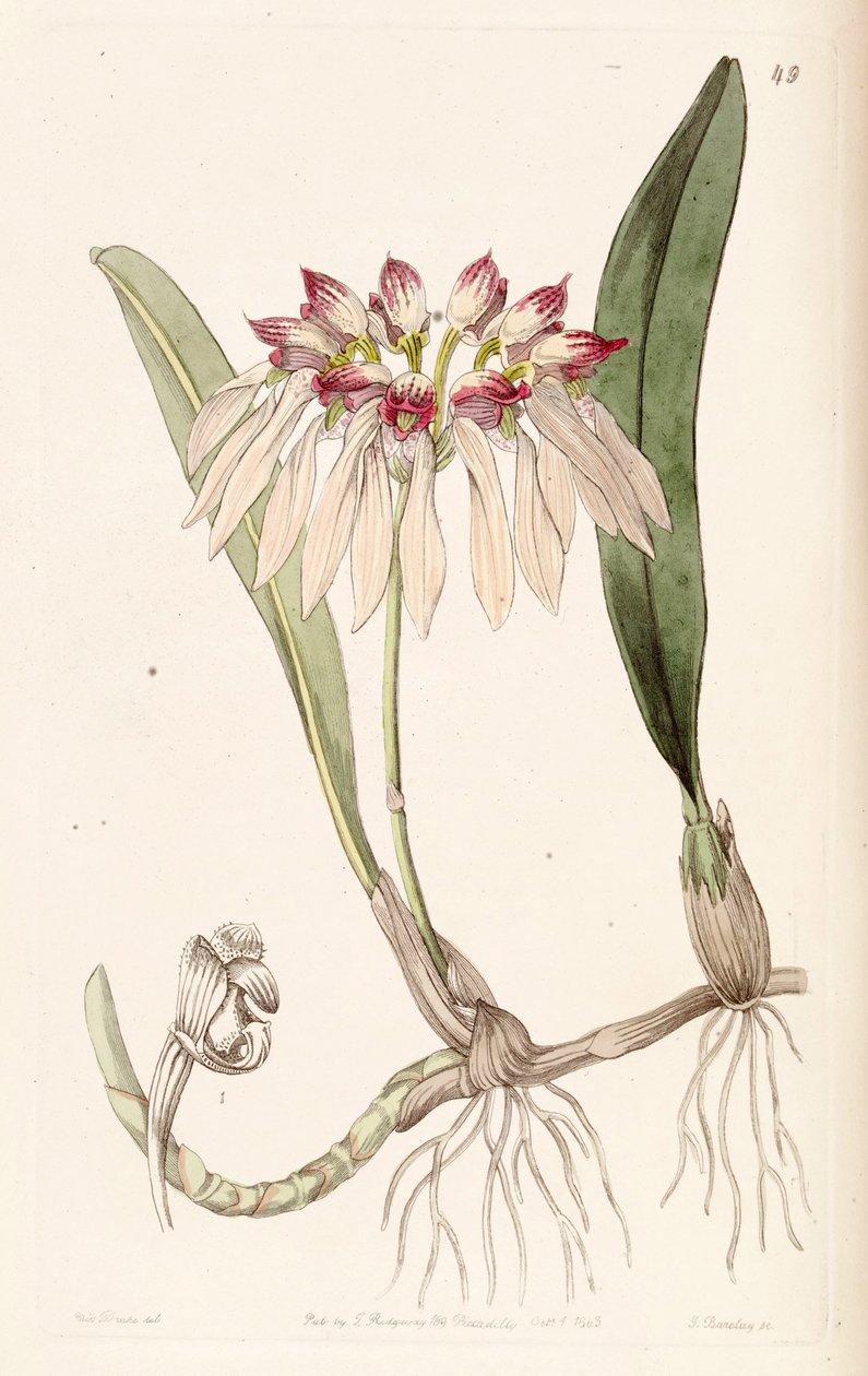 Bulbophyllum chinense (jako syn. Cirrhopetalum chinense) autorstwa Miss Drake
