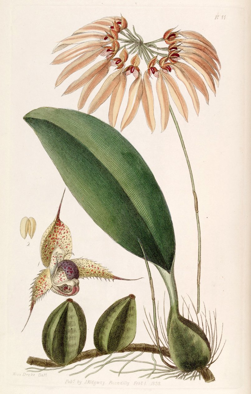 Bulbophyllum eberhardtii lub Bulbophyllum longiflorum (jako syn. Cirrhopetalum thouarsii) autorstwa Miss Drake