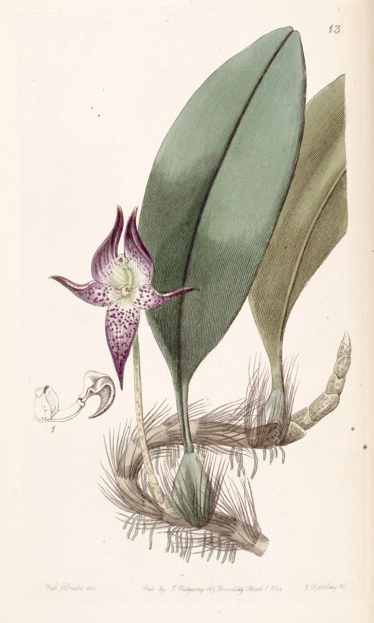 Bulbophyllum macranthum (orkisz Bolbophyllum macranthum) autorstwa Miss Drake