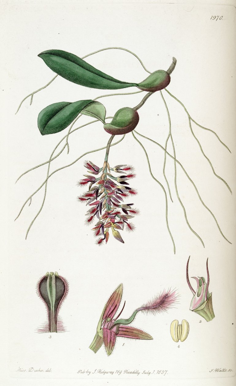 Bulbophyllum saltatorium (orkisz Bolbophyllum saltatorium) autorstwa Miss Drake