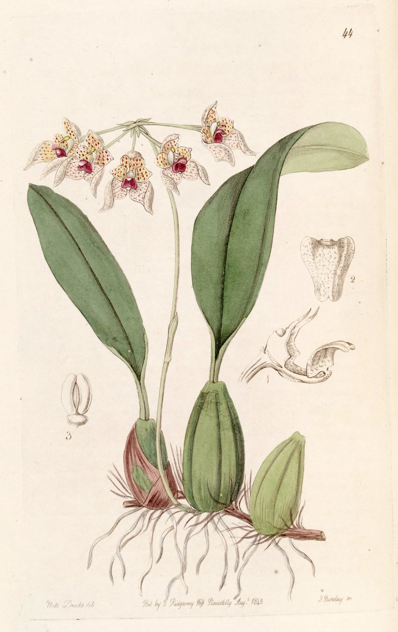 Bulbophyllum umbellatum (orkisz Bolbophyllum umbellatum) autorstwa Miss Drake