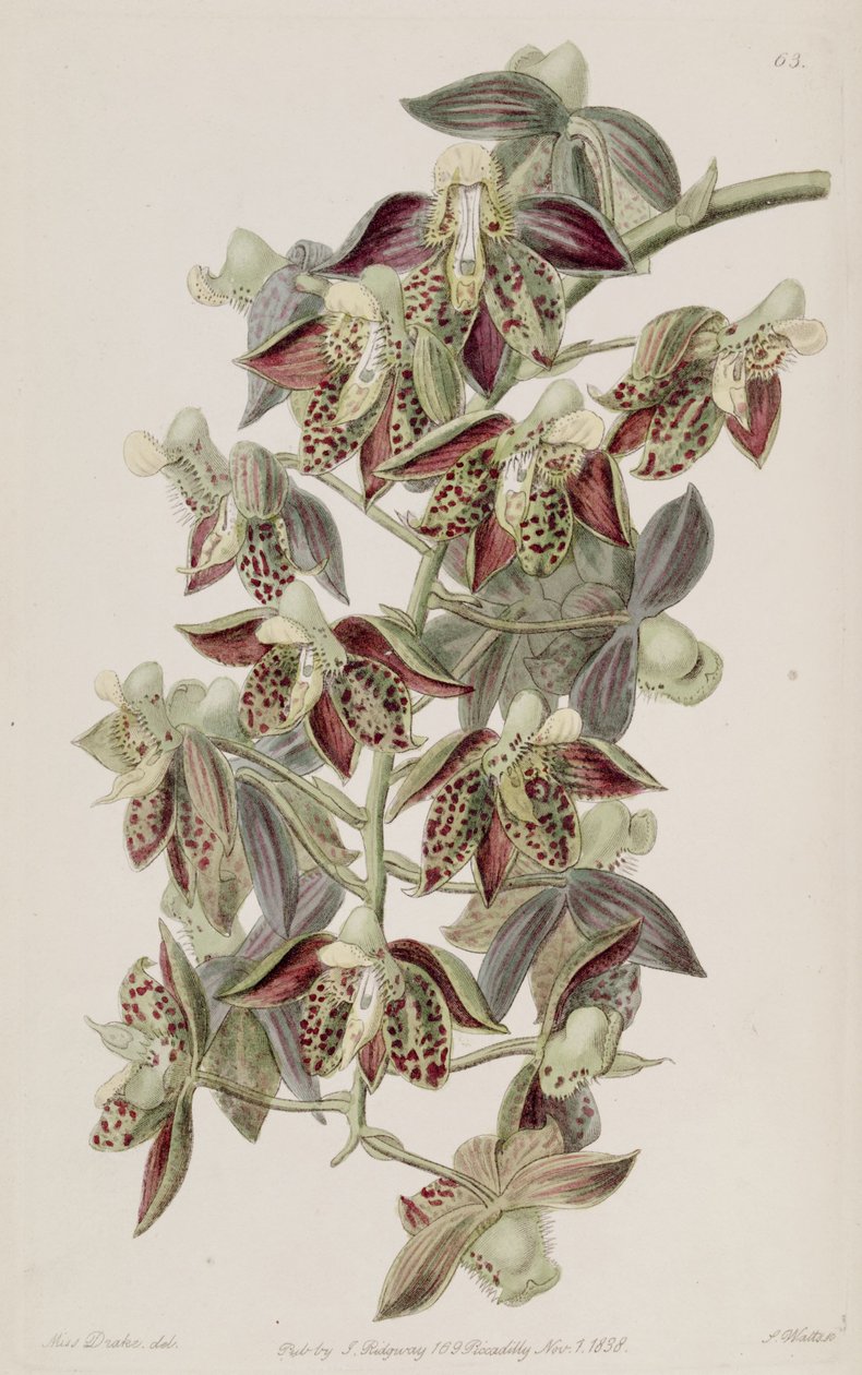 Catasetum attratum autorstwa Miss Drake