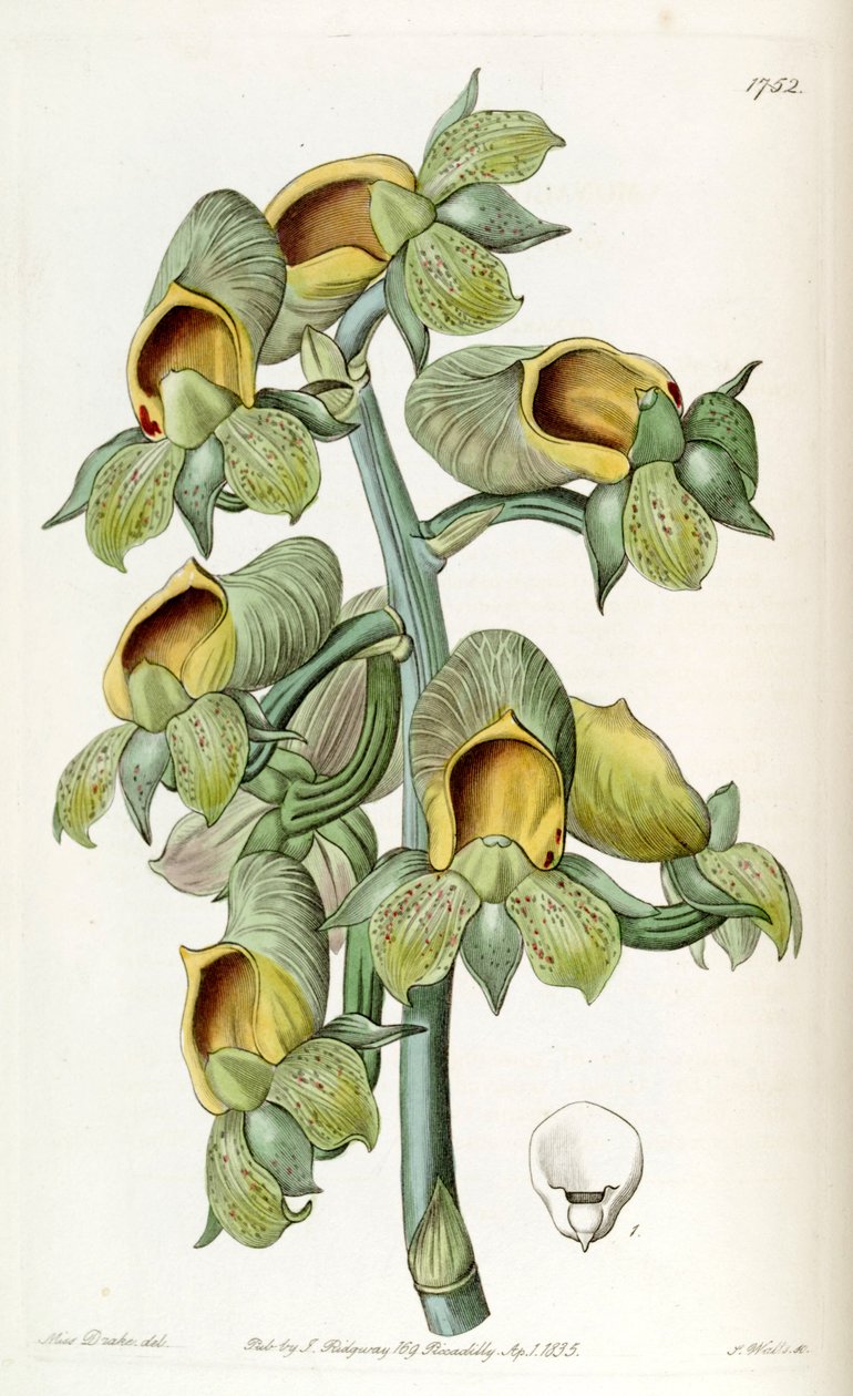 Catasetum cernuum (jako syn. Monachanthus viridis) autorstwa Miss Drake