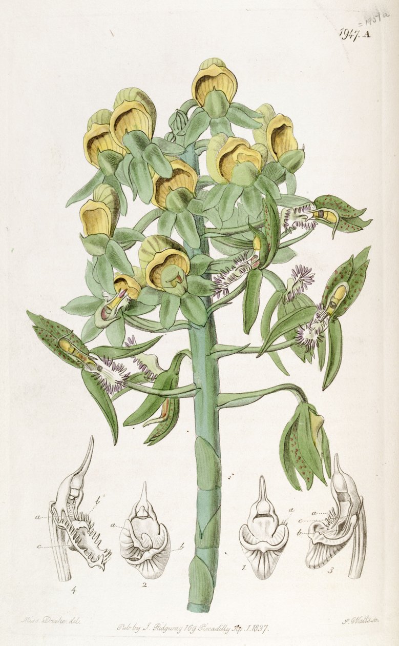 Catasetum cristatum, z kwiatami żeńskimi (na górze) i męskimi (na dole).   Błędnie opisane przez dr Johna Lindleya jako Monochanthus cristatus i Myanthus cristatus autorstwa Miss Drake