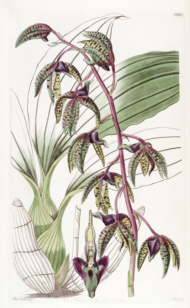Catasetum deltoideum (jako syn. Myanthus deltoideus) autorstwa Miss Drake