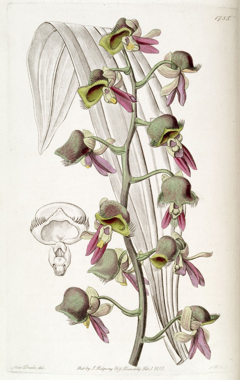 Catasetum discolor (jako syn. Monachanthus discolor) autorstwa Miss Drake