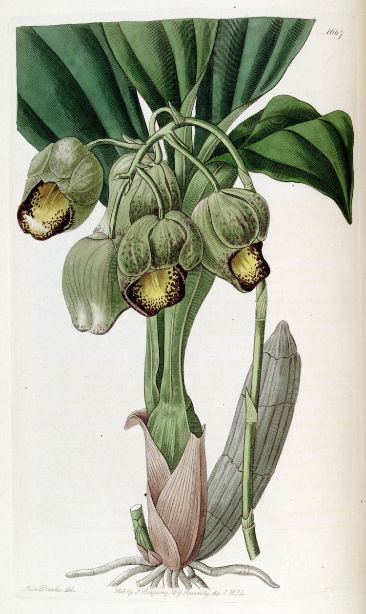 Catasetum luridum autorstwa Miss Drake