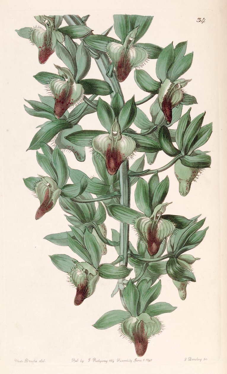 Catasetum socco (jako syn. Catasetum trulla) autorstwa Miss Drake