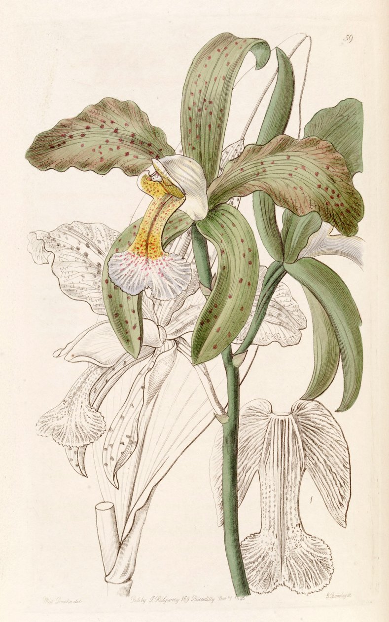 Cattleya granulosa (jako syn. Cattleya granulosa var. russelliana) autorstwa Miss Drake