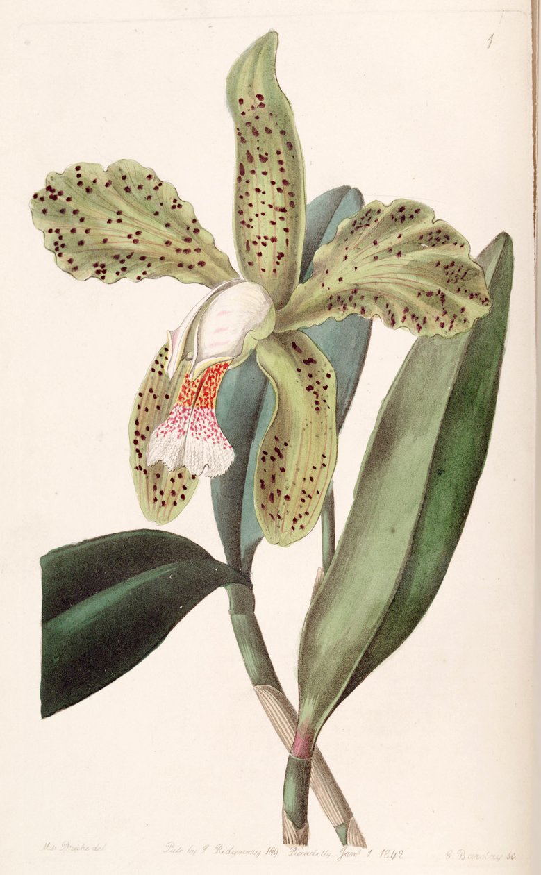 Cattleya granulosa autorstwa Miss Drake