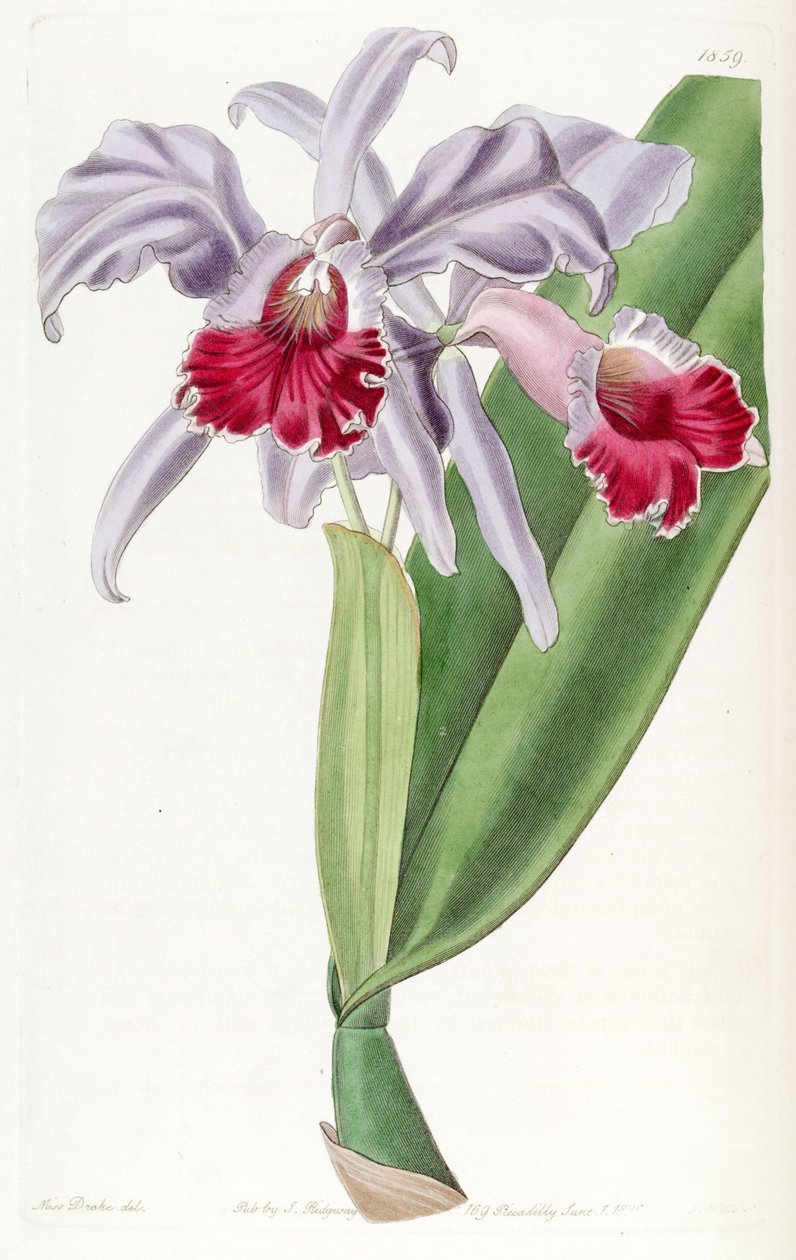 Cattleya labiata autorstwa Miss Drake