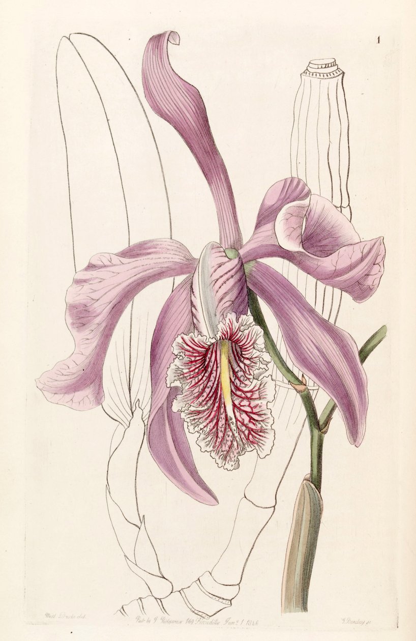 maksyma Cattleya autorstwa Miss Drake