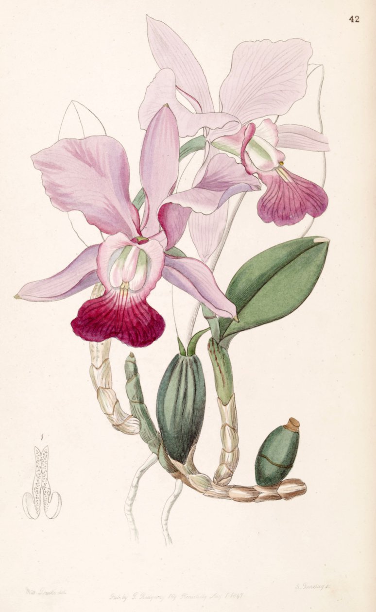 Cattleya walkeriana (jako syn. Cattleya bulbosa) autorstwa Miss Drake
