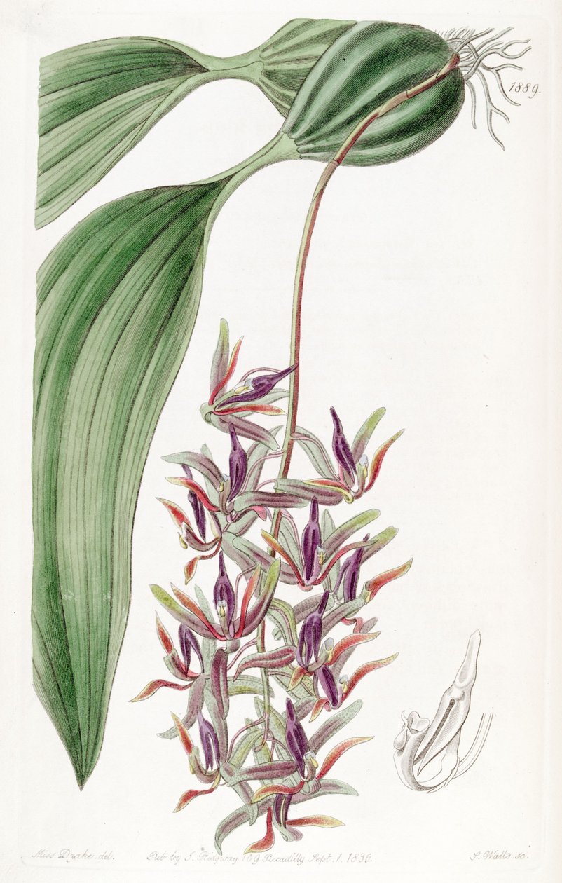 Cirrhaea dependens (jako syn. Cirrhaea tristis) autorstwa Miss Drake