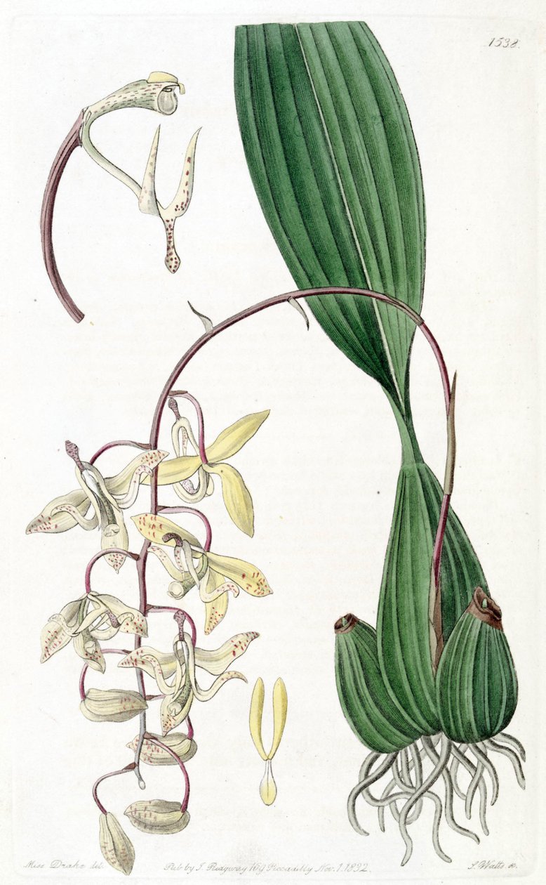Cirrhaea lodigesii autorstwa Miss Drake