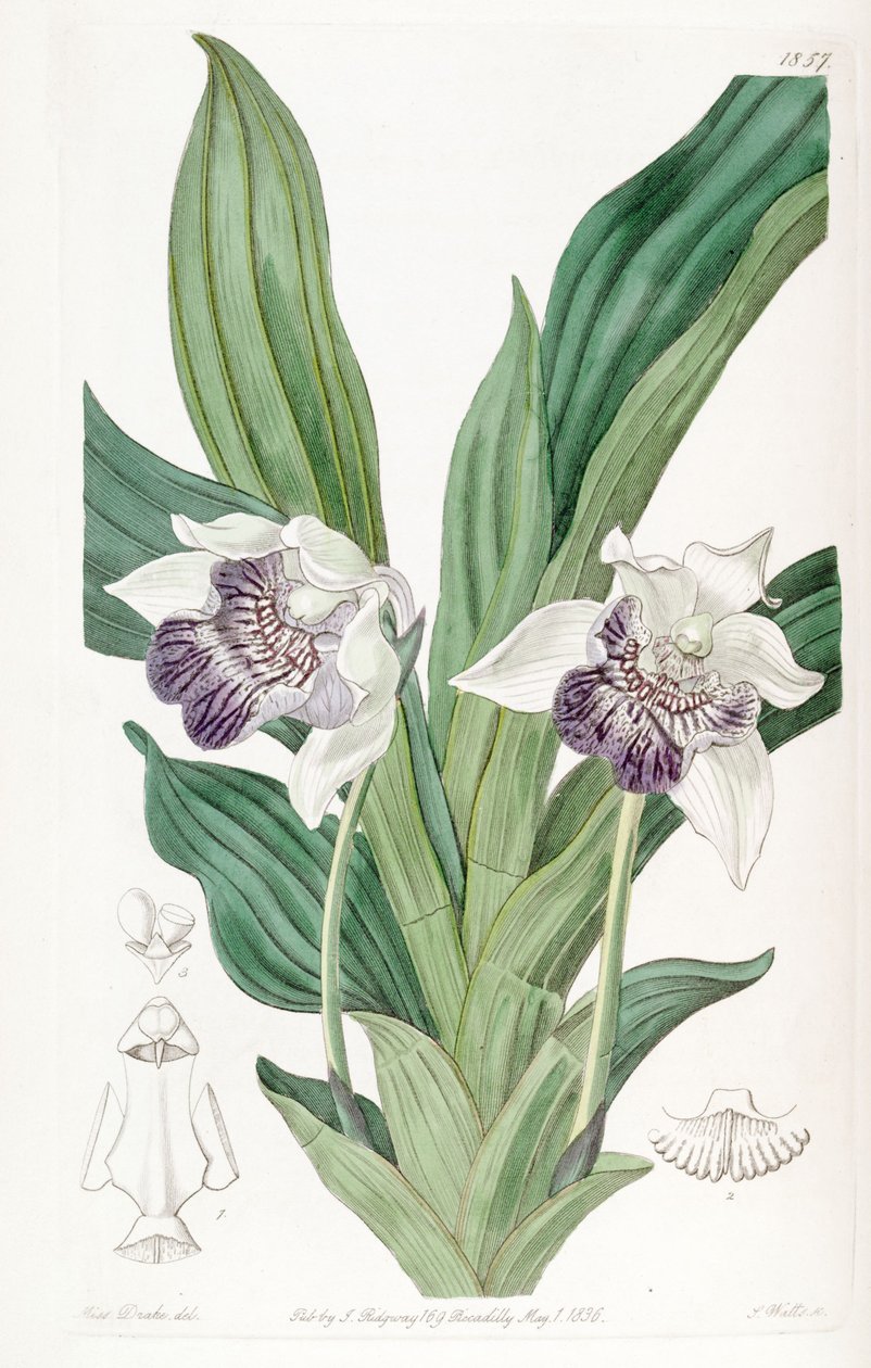 Cochleanthes flabelliformis (jako syn. Zygopetalum cochleare) autorstwa Miss Drake