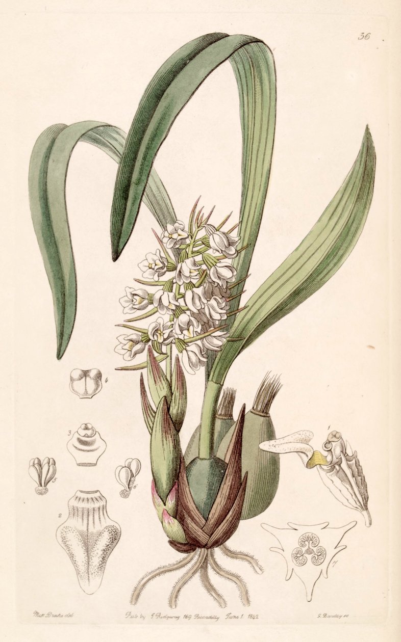 Coelia triptera (jako syn. Coelia baueriana) autorstwa Miss Drake
