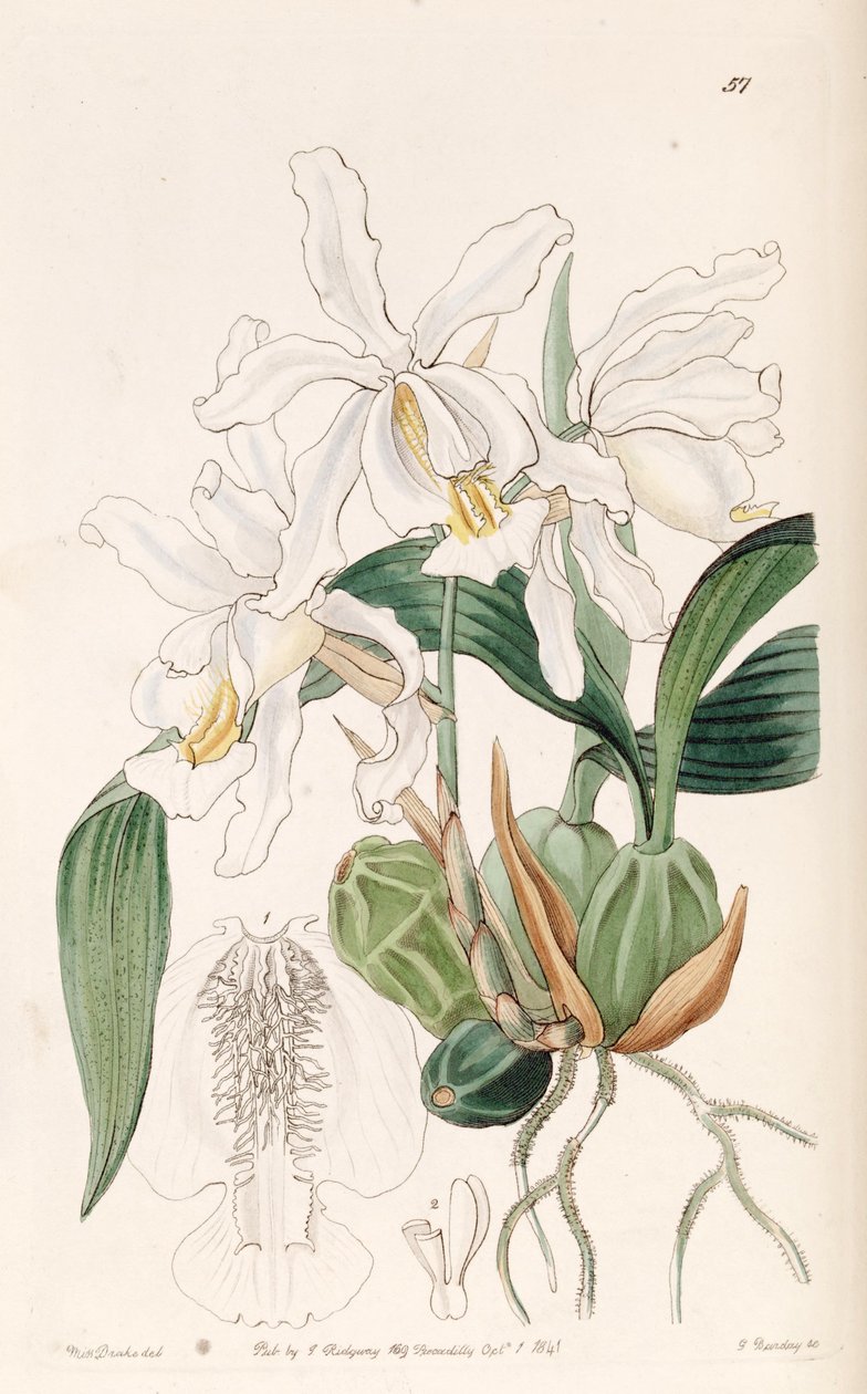 Coelogyne cristata autorstwa Miss Drake