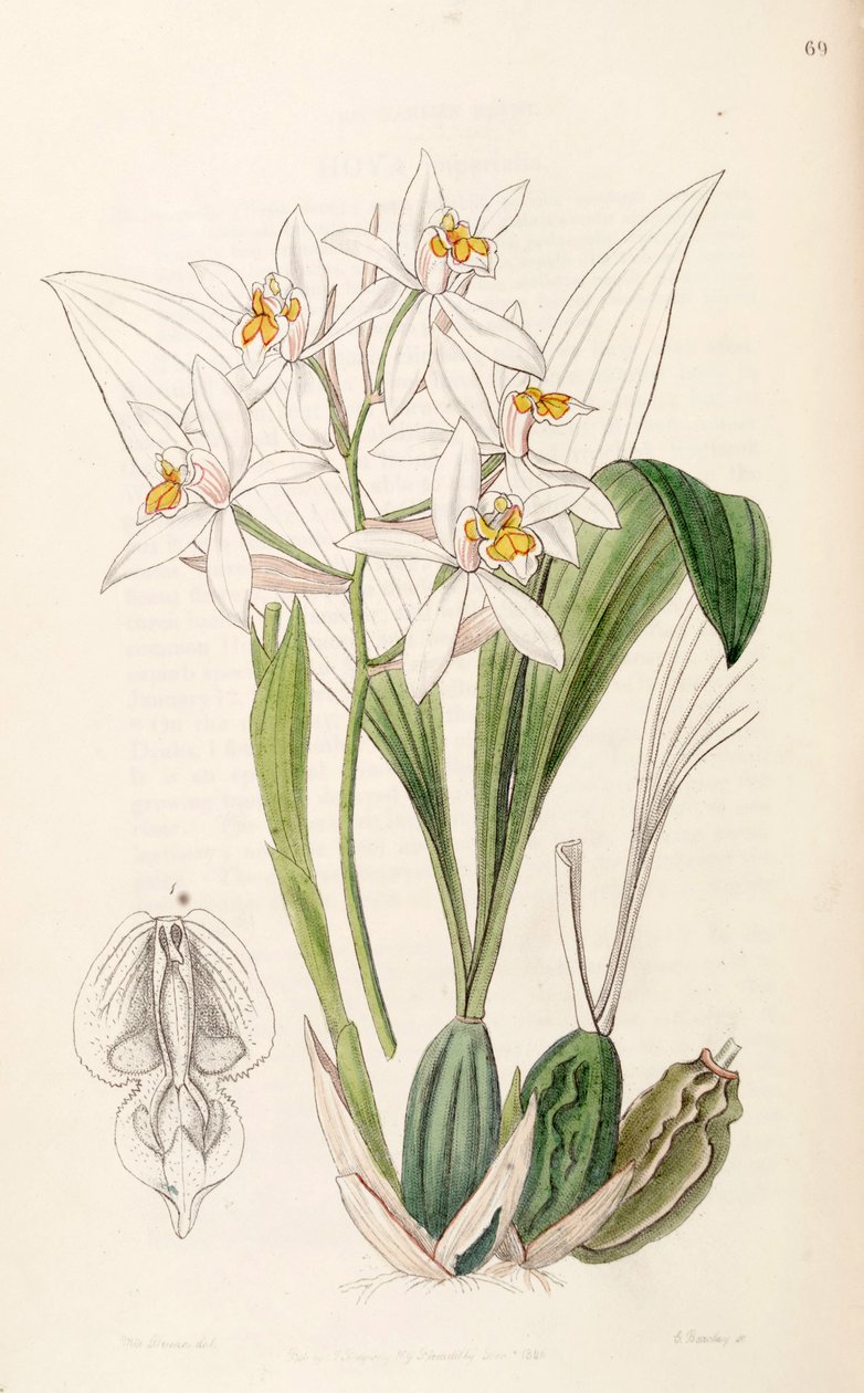 Coelogyne nitida (jako syn. Coelogyne ochracea) autorstwa Miss Drake