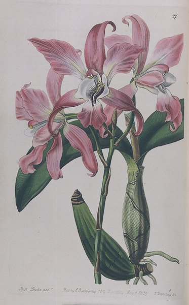 Coryanthes Macrantha wyd. I. Ridgway, 1839 autorstwa Miss Drake
