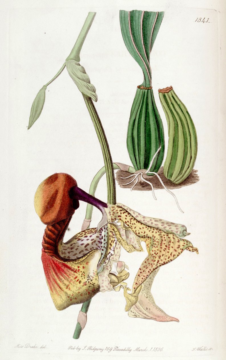 Coryanthes macrantha autorstwa Miss Drake