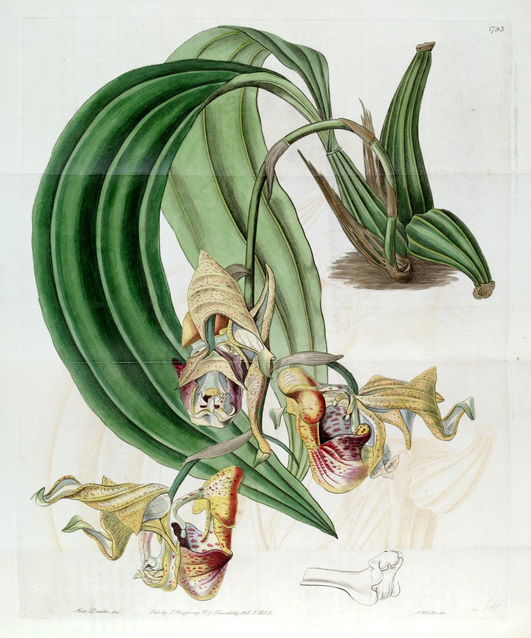 Coryanthes maculata autorstwa Miss Drake