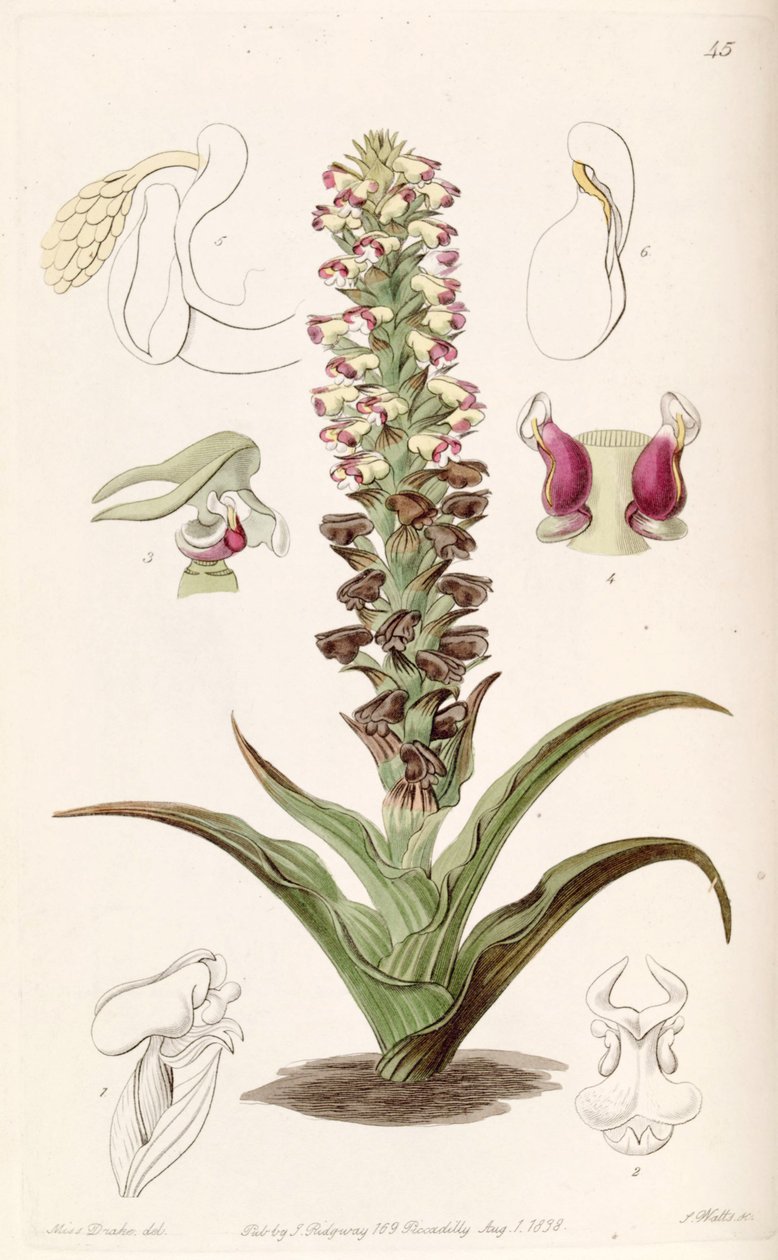 Corycium orobanchoides autorstwa Miss Drake